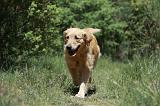 GOLDEN RETRIEVER 1153